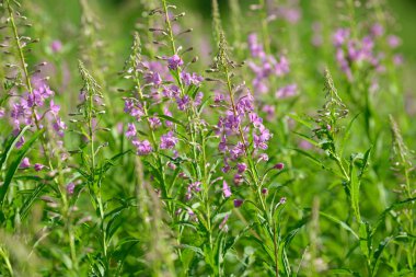 Çiçekli ateş weed pembe çiçekler (Epilobium veya Chamerion angustifolium). Çiçekli söğüt-ot veya çiçekli sally.