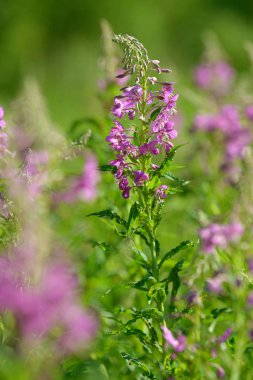 Çiçekli ateş weed pembe çiçekler (Epilobium veya Chamerion angustifolium). Çiçekli söğüt-ot veya çiçekli sally.