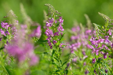 Çiçekli ateş weed pembe çiçekler (Epilobium veya Chamerion angustifolium). Çiçekli söğüt-ot veya çiçekli sally.