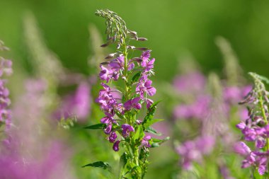 Çiçekli ateş weed pembe çiçekler (Epilobium veya Chamerion angustifolium). Çiçekli söğüt-ot veya çiçekli sally.