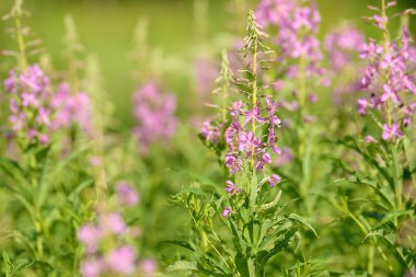 Çiçekli ateş weed pembe çiçekler (Epilobium veya Chamerion angustifolium). Çiçekli söğüt-ot veya çiçekli sally.