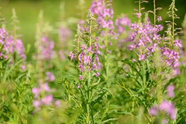 Çiçekli ateş weed pembe çiçekler (Epilobium veya Chamerion angustifolium). Çiçekli söğüt-ot veya çiçekli sally.