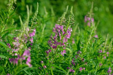 Çiçekli ateş weed pembe çiçekler (Epilobium veya Chamerion angustifolium). Çiçekli söğüt-ot veya çiçekli sally.