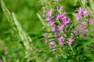 Çiçekli ateş weed pembe çiçekler (Epilobium veya Chamerion angustifolium). Çiçekli söğüt-ot veya çiçekli sally.