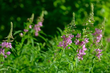 Çiçekli ateş weed pembe çiçekler (Epilobium veya Chamerion angustifolium). Çiçekli söğüt-ot veya çiçekli sally.