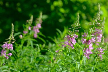 Çiçekli ateş weed pembe çiçekler (Epilobium veya Chamerion angustifolium). Çiçekli söğüt-ot veya çiçekli sally.