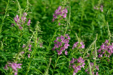 Çiçekli ateş weed pembe çiçekler (Epilobium veya Chamerion angustifolium). Çiçekli söğüt-ot veya çiçekli sally.