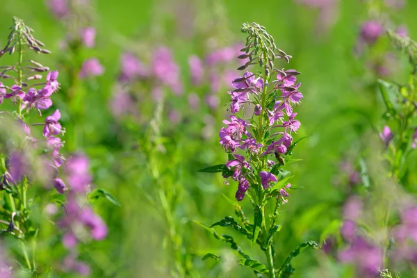 Çiçekli ateş weed pembe çiçekler (Epilobium veya Chamerion angustifolium). Çiçekli söğüt-ot veya çiçekli sally.