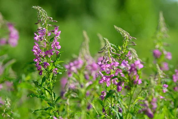 Çiçekli ateş weed pembe çiçekler (Epilobium veya Chamerion angustifolium). Çiçekli söğüt-ot veya çiçekli sally.