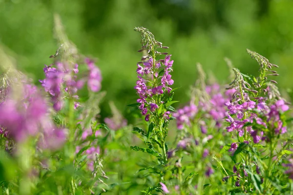 Çiçekli ateş weed pembe çiçekler (Epilobium veya Chamerion angustifolium). Çiçekli söğüt-ot veya çiçekli sally.