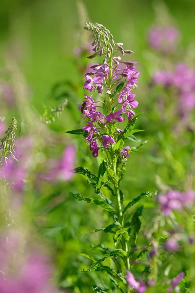 Çiçekli ateş weed pembe çiçekler (Epilobium veya Chamerion angustifolium). Çiçekli söğüt-ot veya çiçekli sally.