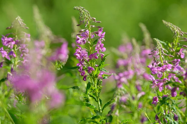 Çiçekli ateş weed pembe çiçekler (Epilobium veya Chamerion angustifolium). Çiçekli söğüt-ot veya çiçekli sally.