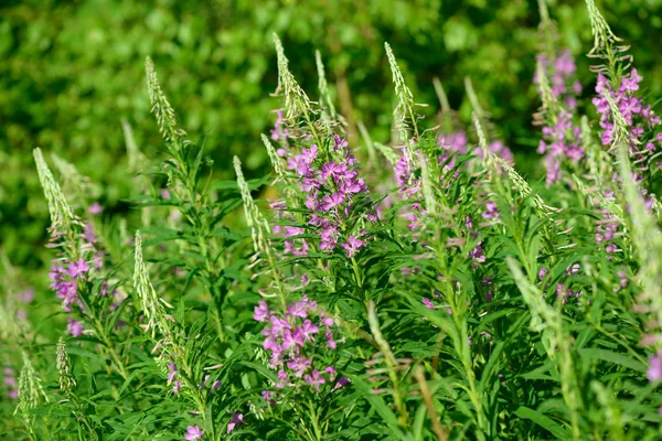 Çiçekli ateş weed pembe çiçekler (Epilobium veya Chamerion angustifolium). Çiçekli söğüt-ot veya çiçekli sally.