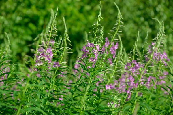 Çiçekli ateş weed pembe çiçekler (Epilobium veya Chamerion angustifolium). Çiçekli söğüt-ot veya çiçekli sally.