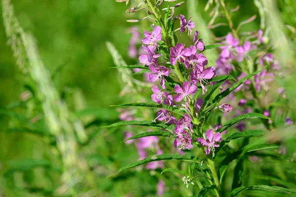 Çiçekli ateş weed pembe çiçekler (Epilobium veya Chamerion angustifolium). Çiçekli söğüt-ot veya çiçekli sally.