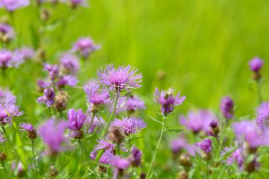 Mısır çiçekleri tarlada çiçek açan şifalı bitkiler. Bahçede çiçek açan çiçekler. Yeşil arka planda bir buket çiçek..