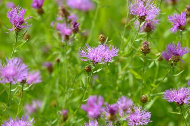 Mısır çiçekleri tarlada çiçek açan şifalı bitkiler. Bahçede çiçek açan çiçekler. Yeşil arka planda bir buket çiçek..