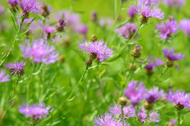 Mısır çiçekleri tarlada çiçek açan şifalı bitkiler. Bahçede çiçek açan çiçekler. Yeşil arka planda bir buket çiçek..