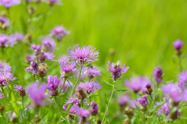Mısır çiçekleri tarlada çiçek açan şifalı bitkiler. Bahçede çiçek açan çiçekler. Yeşil arka planda bir buket çiçek..