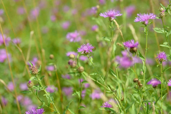Mısır çiçekleri tarlada çiçek açan şifalı bitkiler. Bahçede çiçek açan çiçekler. Yeşil arka planda bir buket çiçek..