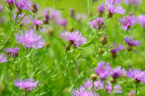 Mısır çiçekleri tarlada çiçek açan şifalı bitkiler. Bahçede çiçek açan çiçekler. Yeşil arka planda bir buket çiçek..