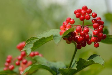 Viburnum'un kırmızı olgun meyveleri. Bahçede ya da ormanda kırmızı viburnum bir dalı. Sonbahar meyvesi, renkli doğal arka plan. Duvar kağıdı veya viburnum ile tasarım için görüntü. Guelder gül.