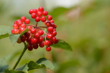 Viburnum'un kırmızı olgun meyveleri. Bahçede ya da ormanda kırmızı viburnum bir dalı. Sonbahar meyvesi, renkli doğal arka plan. Duvar kağıdı veya viburnum ile tasarım için görüntü. Guelder gül.
