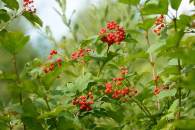 Viburnum'un kırmızı olgun meyveleri. Bahçede ya da ormanda kırmızı viburnum bir dalı. Sonbahar meyvesi, renkli doğal arka plan. Duvar kağıdı veya viburnum ile tasarım için görüntü. Guelder gül.
