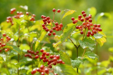 Viburnum'un kırmızı olgun meyveleri. Bahçede ya da ormanda kırmızı viburnum bir dalı. Sonbahar meyvesi, renkli doğal arka plan. Duvar kağıdı veya viburnum ile tasarım için görüntü. Guelder gül.