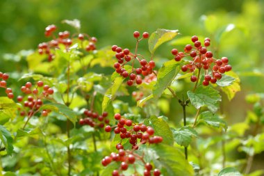 Viburnum'un kırmızı olgun meyveleri. Bahçede ya da ormanda kırmızı viburnum bir dalı. Sonbahar meyvesi, renkli doğal arka plan. Duvar kağıdı veya viburnum ile tasarım için görüntü. Guelder gül.