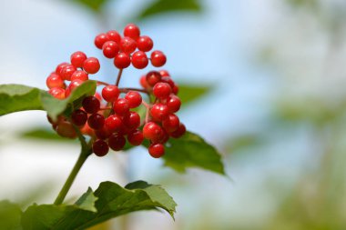 Viburnum'un kırmızı olgun meyveleri. Bahçede ya da ormanda kırmızı viburnum bir dalı. Sonbahar meyvesi, renkli doğal arka plan. Duvar kağıdı veya viburnum ile tasarım için görüntü. Guelder gül.