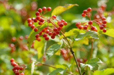 Viburnum'un kırmızı olgun meyveleri. Bahçede ya da ormanda kırmızı viburnum bir dalı. Sonbahar meyvesi, renkli doğal arka plan. Duvar kağıdı veya viburnum ile tasarım için görüntü. Guelder gül.