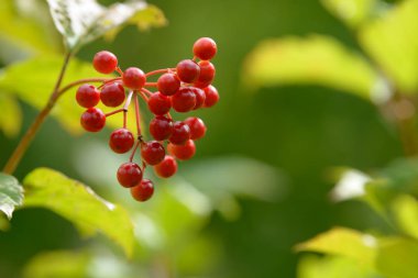 Viburnum'un kırmızı olgun meyveleri. Bahçede ya da ormanda kırmızı viburnum bir dalı. Sonbahar meyvesi, renkli doğal arka plan. Duvar kağıdı veya viburnum ile tasarım için görüntü. Guelder gül.