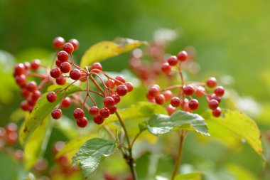 Viburnum'un kırmızı olgun meyveleri. Bahçede ya da ormanda kırmızı viburnum bir dalı. Sonbahar meyvesi, renkli doğal arka plan. Duvar kağıdı veya viburnum ile tasarım için görüntü. Guelder gül.