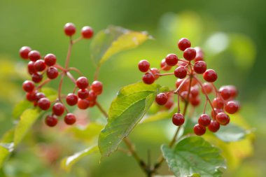 Viburnum'un kırmızı olgun meyveleri. Bahçede ya da ormanda kırmızı viburnum bir dalı. Sonbahar meyvesi, renkli doğal arka plan. Duvar kağıdı veya viburnum ile tasarım için görüntü. Guelder gül.