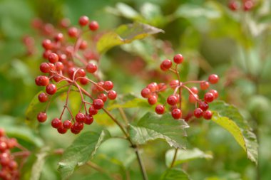 Viburnum'un kırmızı olgun meyveleri. Bahçede ya da ormanda kırmızı viburnum bir dalı. Sonbahar meyvesi, renkli doğal arka plan. Duvar kağıdı veya viburnum ile tasarım için görüntü. Guelder gül.