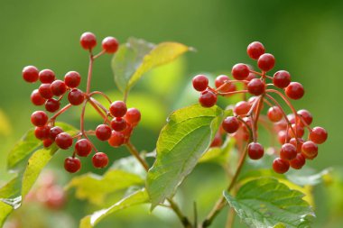 Viburnum'un kırmızı olgun meyveleri. Bahçede ya da ormanda kırmızı viburnum bir dalı. Sonbahar meyvesi, renkli doğal arka plan. Duvar kağıdı veya viburnum ile tasarım için görüntü. Guelder gül.