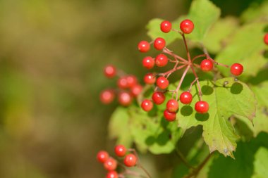 Viburnum'un kırmızı olgun meyveleri. Bahçede ya da ormanda kırmızı viburnum bir dalı. Sonbahar meyvesi, renkli doğal arka plan. Duvar kağıdı veya viburnum ile tasarım için görüntü. Guelder gül.