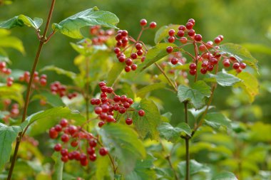 Viburnum'un kırmızı olgun meyveleri. Bahçede ya da ormanda kırmızı viburnum bir dalı. Sonbahar meyvesi, renkli doğal arka plan. Duvar kağıdı veya viburnum ile tasarım için görüntü. Guelder gül.