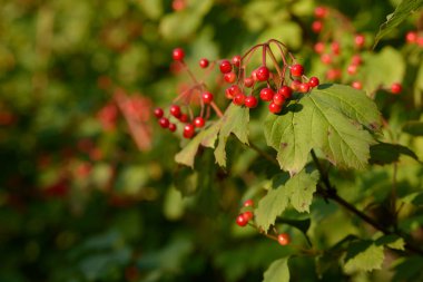 Viburnum'un kırmızı olgun meyveleri. Bahçede ya da ormanda kırmızı viburnum bir dalı. Sonbahar meyvesi, renkli doğal arka plan. Duvar kağıdı veya viburnum ile tasarım için görüntü. Guelder gül.