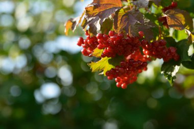 Viburnum'un kırmızı olgun meyveleri. Bahçede ya da ormanda kırmızı viburnum bir dalı. Sonbahar meyvesi, renkli doğal arka plan. Duvar kağıdı veya viburnum ile tasarım için görüntü. Guelder gül.