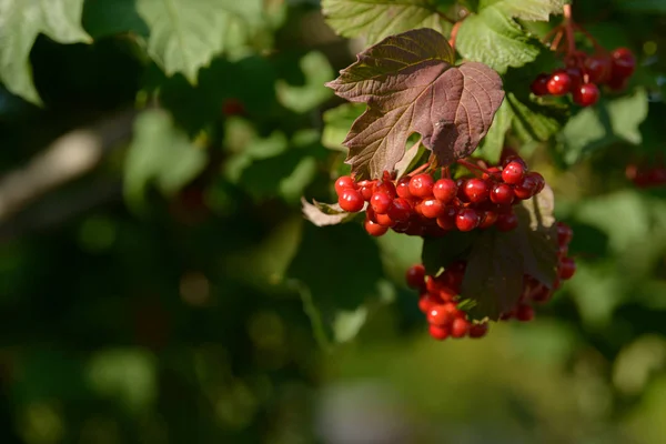 Bagas Vermelhas Maduras Viburnum Ramo Viburno Vermelho Jardim Floresta Baga — Fotografia de Stock