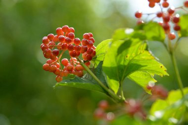 Viburnum'un kırmızı olgun meyveleri. Bahçede ya da ormanda kırmızı viburnum bir dalı. Sonbahar meyvesi, renkli doğal arka plan. Duvar kağıdı veya viburnum ile tasarım için görüntü. Guelder gül.