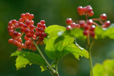 Viburnum'un kırmızı olgun meyveleri. Bahçede ya da ormanda kırmızı viburnum bir dalı. Sonbahar meyvesi, renkli doğal arka plan. Duvar kağıdı veya viburnum ile tasarım için görüntü. Guelder gül.