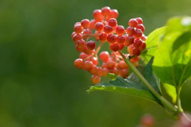 Viburnum'un kırmızı olgun meyveleri. Bahçede ya da ormanda kırmızı viburnum bir dalı. Sonbahar meyvesi, renkli doğal arka plan. Duvar kağıdı veya viburnum ile tasarım için görüntü. Guelder gül.