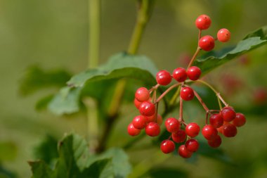 Viburnum'un kırmızı olgun meyveleri. Bahçede ya da ormanda kırmızı viburnum bir dalı. Sonbahar meyvesi, renkli doğal arka plan. Duvar kağıdı veya viburnum ile tasarım için görüntü. Guelder gül.