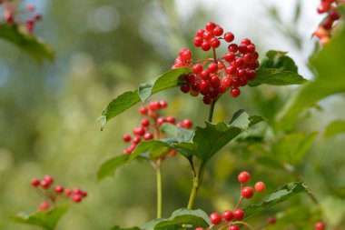 Viburnum'un kırmızı olgun meyveleri. Bahçede ya da ormanda kırmızı viburnum bir dalı. Sonbahar meyvesi, renkli doğal arka plan. Duvar kağıdı veya viburnum ile tasarım için görüntü. Guelder gül.