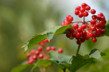 Viburnum'un kırmızı olgun meyveleri. Bahçede ya da ormanda kırmızı viburnum bir dalı. Sonbahar meyvesi, renkli doğal arka plan. Duvar kağıdı veya viburnum ile tasarım için görüntü. Guelder gül.
