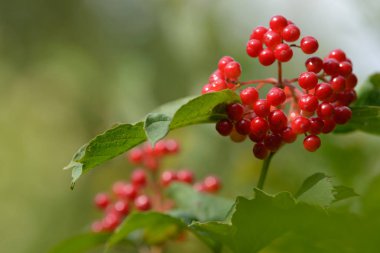 Viburnum'un kırmızı olgun meyveleri. Bahçede ya da ormanda kırmızı viburnum bir dalı. Sonbahar meyvesi, renkli doğal arka plan. Duvar kağıdı veya viburnum ile tasarım için görüntü. Guelder gül.