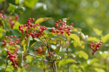 Viburnum'un kırmızı olgun meyveleri. Bahçede ya da ormanda kırmızı viburnum bir dalı. Sonbahar meyvesi, renkli doğal arka plan. Duvar kağıdı veya viburnum ile tasarım için görüntü. Guelder gül.